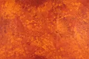 Bush Plum